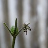 Mouche scorpion sur framboisier taillé. LISE JALOUX